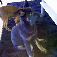 Schæferhund Kato