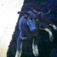 Schæferhund Kato