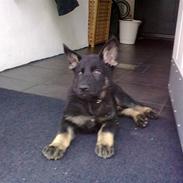 Schæferhund Kato