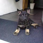 Schæferhund Kato