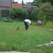 Labrador retriever Zulu