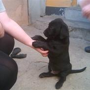 Labrador retriever Zulu