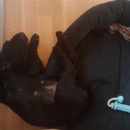 Labrador retriever Zulu