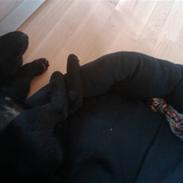 Labrador retriever Zulu