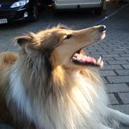 Collie langhåret Bailey<3