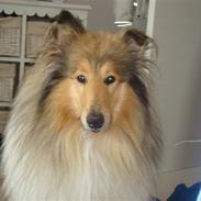 Collie langhåret Bailey<3