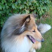 Collie langhåret Bailey<3