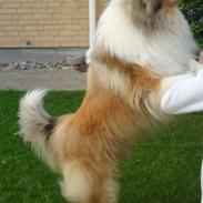 Collie langhåret Bailey<3