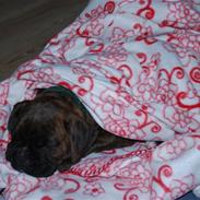 Boxer EMMA