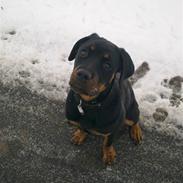 Rottweiler dakota