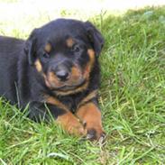 Rottweiler dakota