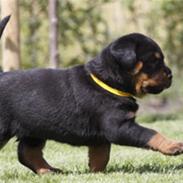 Rottweiler dakota