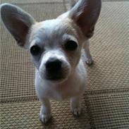 Chihuahua Mollie