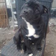 Staffordshire bull terrier Mecong
