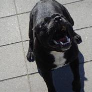 Staffordshire bull terrier Mecong