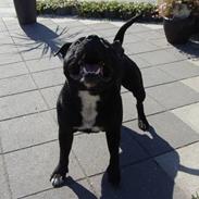 Staffordshire bull terrier Mecong