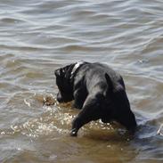 Staffordshire bull terrier Mecong