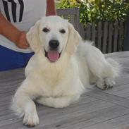 Golden retriever City of Athen