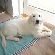 Golden retriever City of Athen
