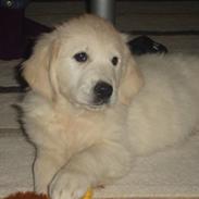 Golden retriever City of Athen