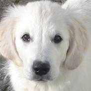 Golden retriever City of Athen