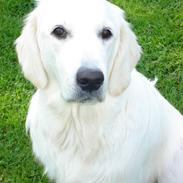 Golden retriever City of Athen