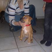 Amerikansk staffordshire terrier Chika