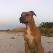 Amerikansk staffordshire terrier Chika