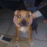 Amerikansk staffordshire terrier Chika