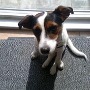 Jack russell terrier Chili
