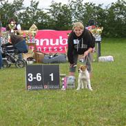 Amerikansk bulldog ANNABELL Amazing Bulldog