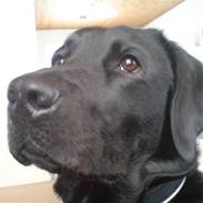 Labrador retriever trine