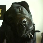 Labrador retriever trine