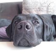 Labrador retriever trine