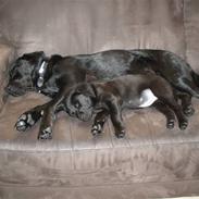 Labrador retriever trine