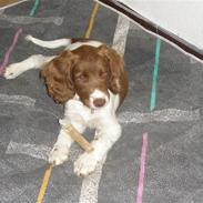 Engelsk springer spaniel Sølund Bounty
