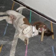 Engelsk springer spaniel Sølund Bounty