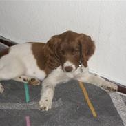 Engelsk springer spaniel Sølund Bounty