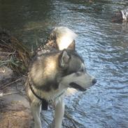 Alaskan malamute Simba <3