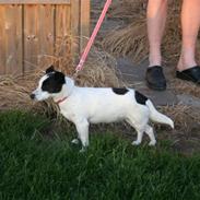 Jack russell terrier Babe