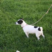 Jack russell terrier Babe