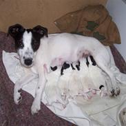 Jack russell terrier Babe