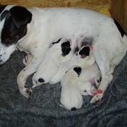 Jack russell terrier Babe