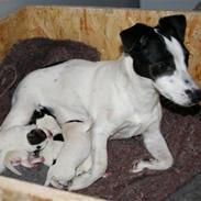 Jack russell terrier Babe