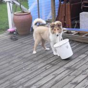 Collie langhåret Noel