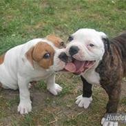 Amerikansk bulldog ANNABELL Amazing Bulldog