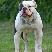 Amerikansk bulldog ANNABELL Amazing Bulldog
