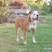 Amerikansk bulldog ANNABELL Amazing Bulldog