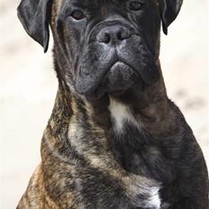 Bullmastiff Milow