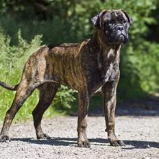 Bullmastiff Milow